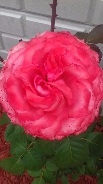  - Trandafiri-1 anul 2017