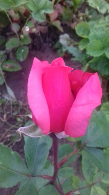  - Trandafiri-1 anul 2017