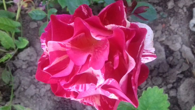  - Trandafiri-1 anul 2017