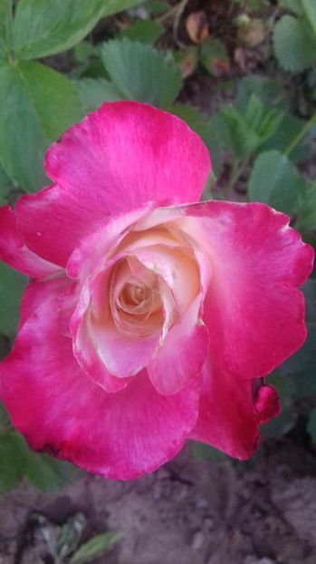  - Trandafiri-1 anul 2017