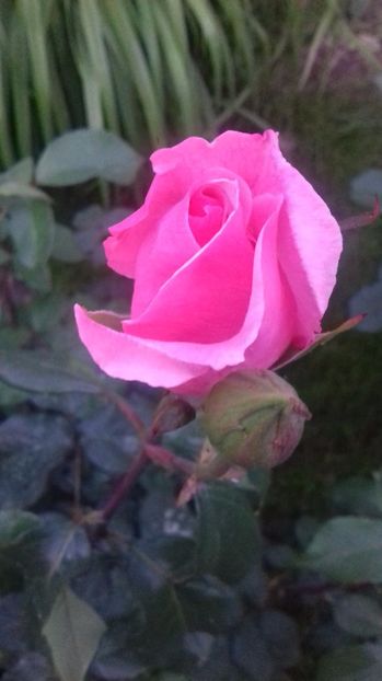  - Trandafiri-1 anul 2017