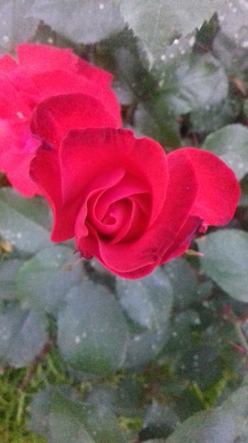  - Trandafiri-1 anul 2017