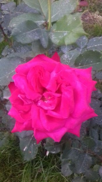  - Trandafiri-1 anul 2017