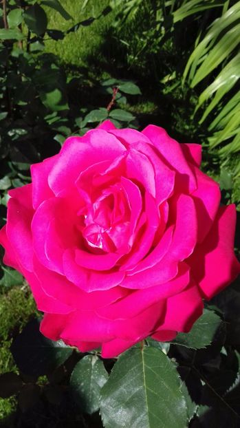  - Trandafiri-1 anul 2017