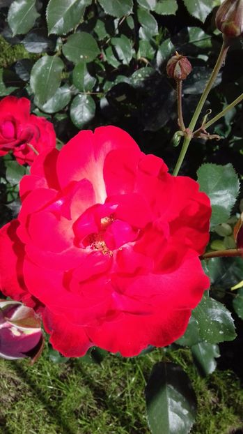  - Trandafiri-1 anul 2017