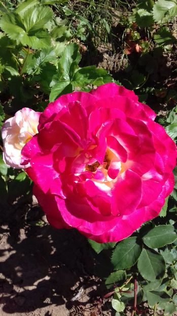  - Trandafiri-1 anul 2017