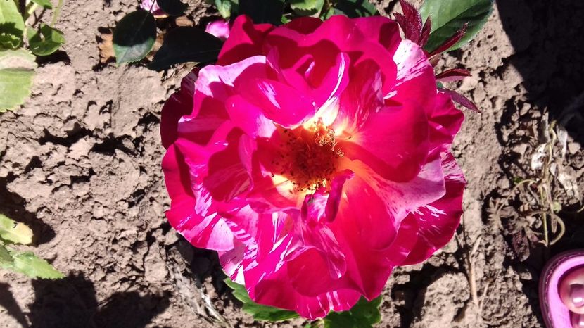  - Trandafiri-1 anul 2017