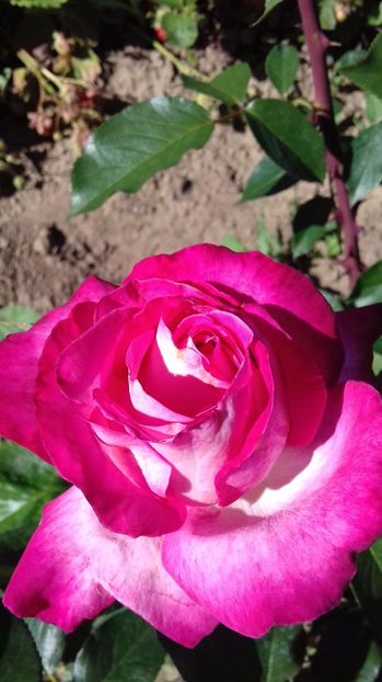  - Trandafiri-1 anul 2017