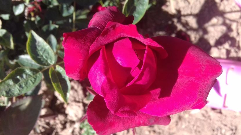  - Trandafiri-1 anul 2017