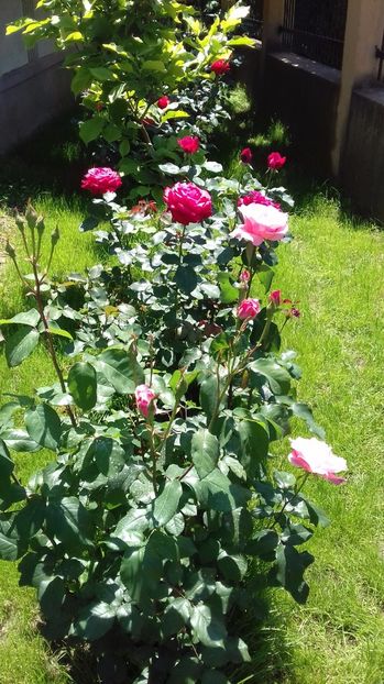  - Trandafiri-1 anul 2017