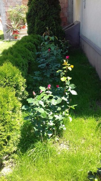  - Trandafiri-1 anul 2017