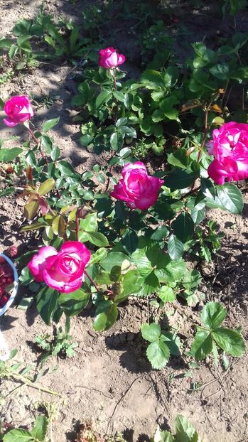  - Trandafiri-1 anul 2017