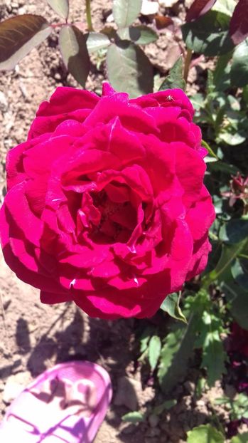  - Trandafiri-1 anul 2017