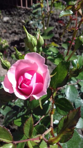  - Trandafiri-1 anul 2017