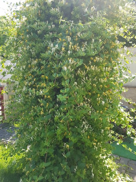 Lonicera- caprifoi - Conifere si arbusti