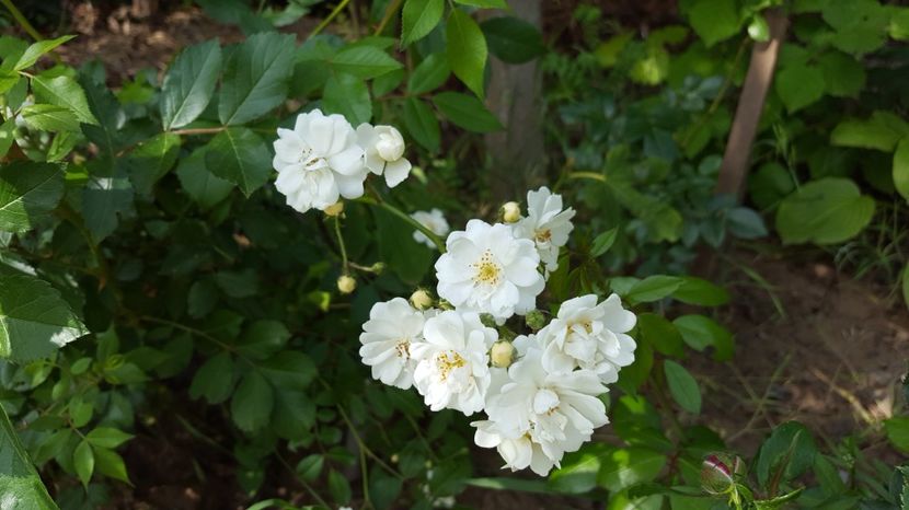  - Louis Lens - Guirlande d Amour