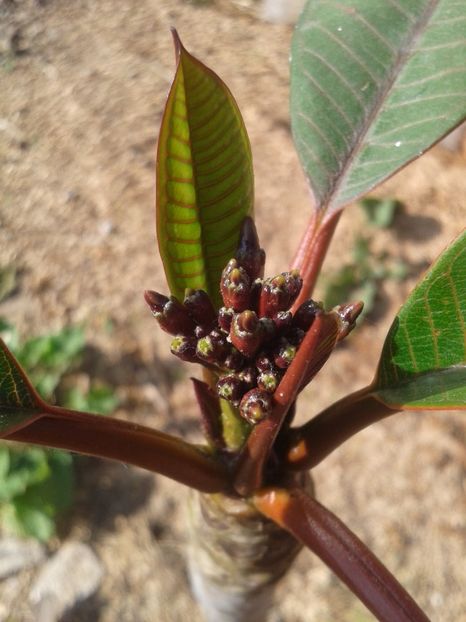 3.06.2017 - MARIA GAROFANO