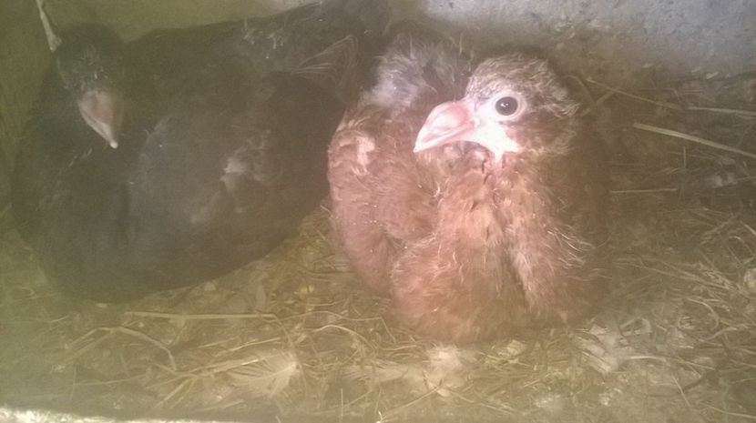  - 6 PUI DE AMERICANI 2017