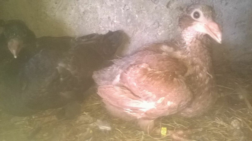  - 6 PUI DE AMERICANI 2017