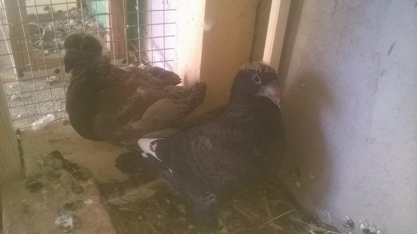  - 6 PUI DE AMERICANI 2017