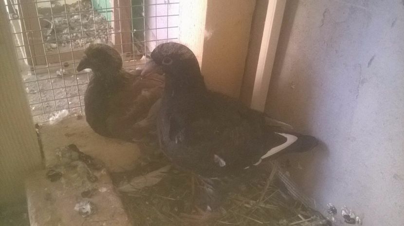  - 6 PUI DE AMERICANI 2017