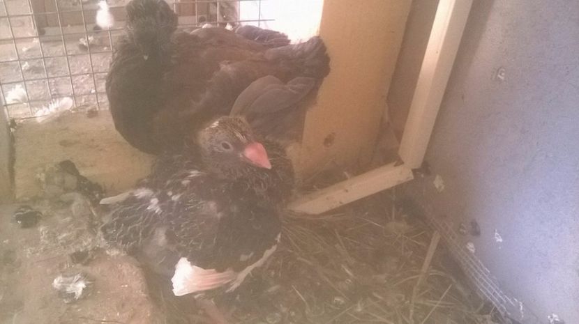  - 6 PUI DE AMERICANI 2017