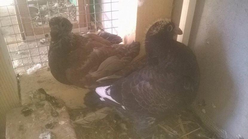  - 6 PUI DE AMERICANI 2017