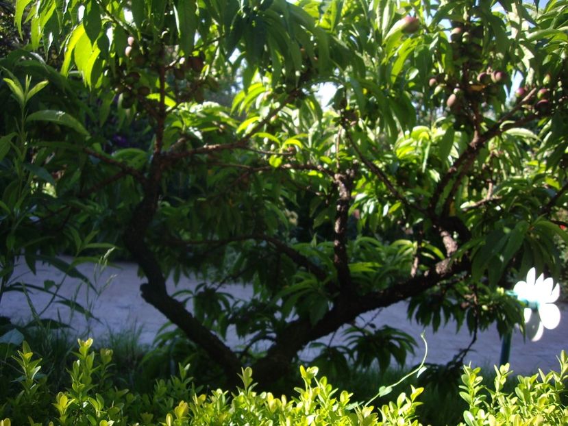 IMGP0609 - Piersic dwarf 2017