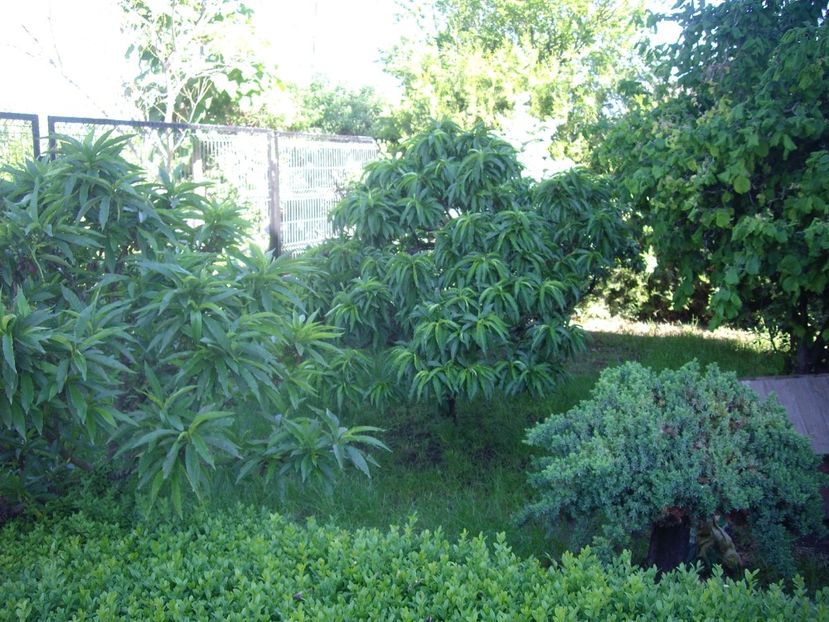 IMGP0611 - Piersic dwarf 2017