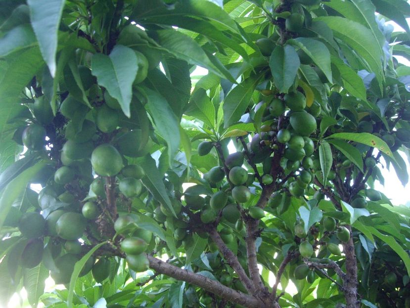 IMGP0612 - Piersic dwarf 2017