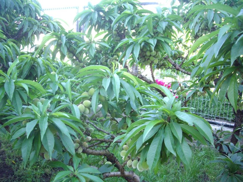 IMGP0614 - Piersic dwarf 2017