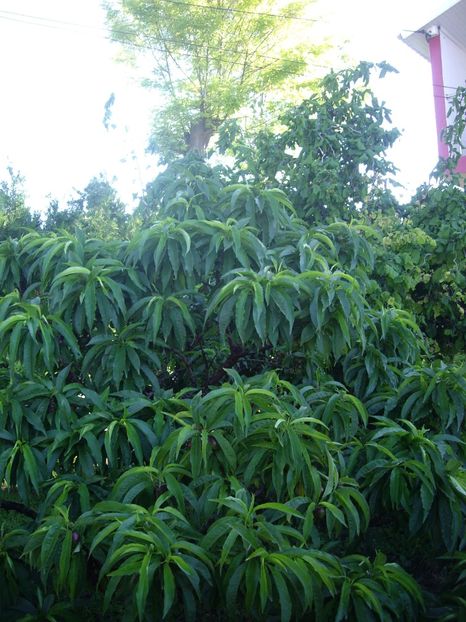 IMGP0617 - Piersic dwarf 2017