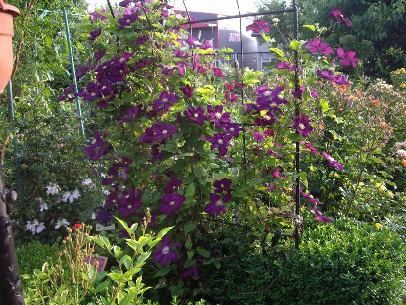 IMGP0744 - CLEMATITE - 2014-2017
