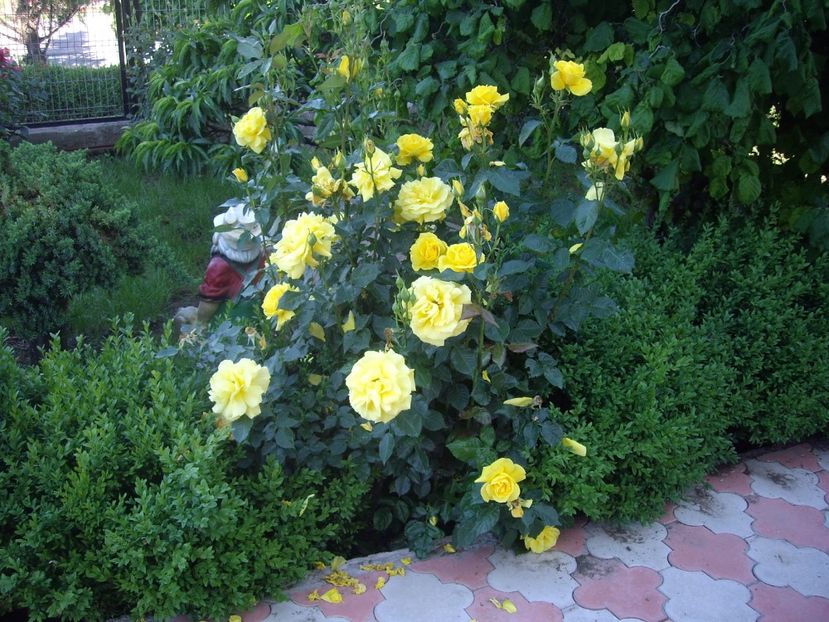 IMGP0620 - Trandafiri si peisaje 2017 -2