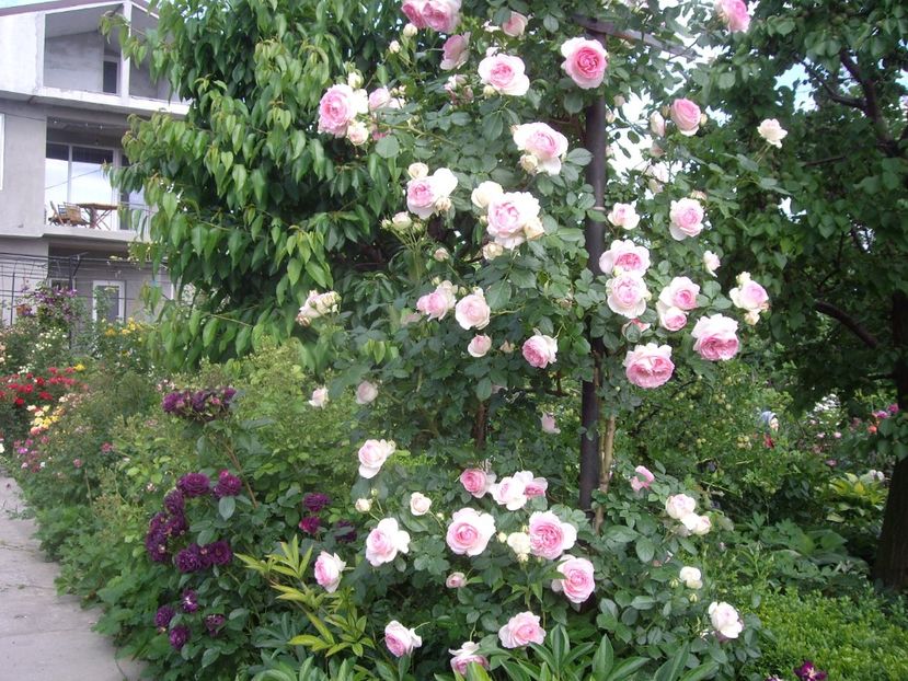 Eden Rose - Trandafiri si peisaje 2017 -2