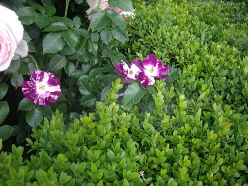 purple splash - Trandafiri si peisaje 2017 -2