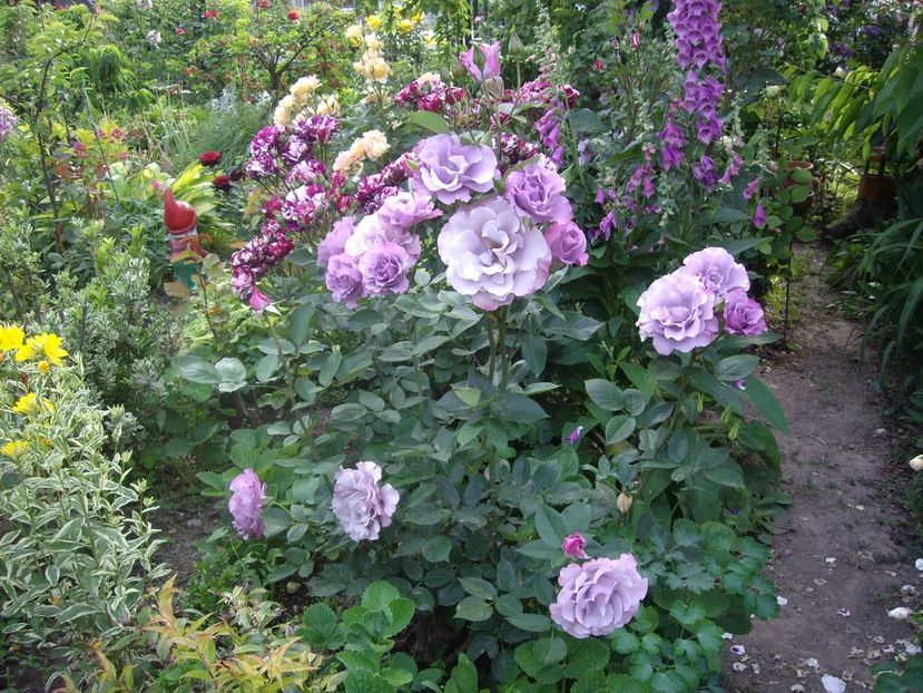 IMGP0704 - Trandafiri si peisaje 2017 -2