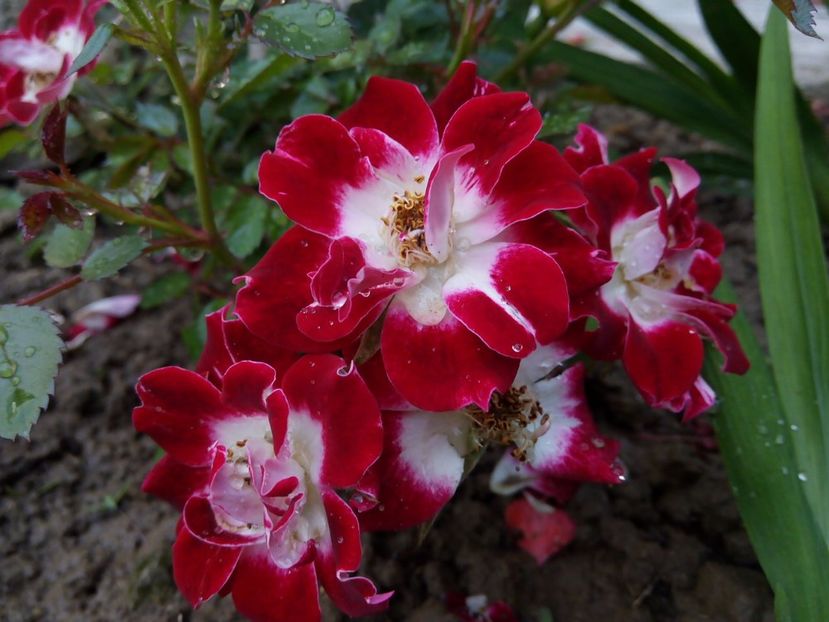 3 iunie. 2017 - Little artist