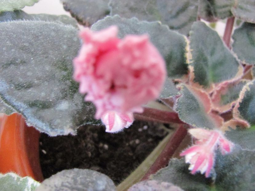  - ZZZNess Orange Pekoe Chis