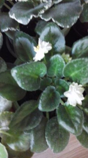  - N-Snezhnyi Georgin