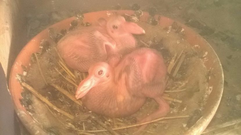  - 7 PUI DE CARIERI 2017