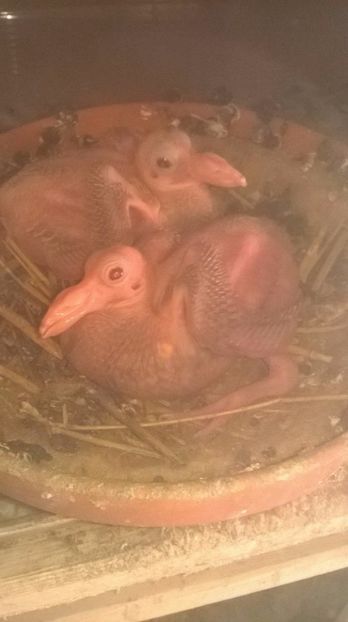  - 7 PUI DE CARIERI 2017