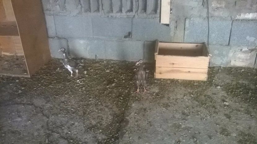  - 7 PUI DE CARIERI 2017