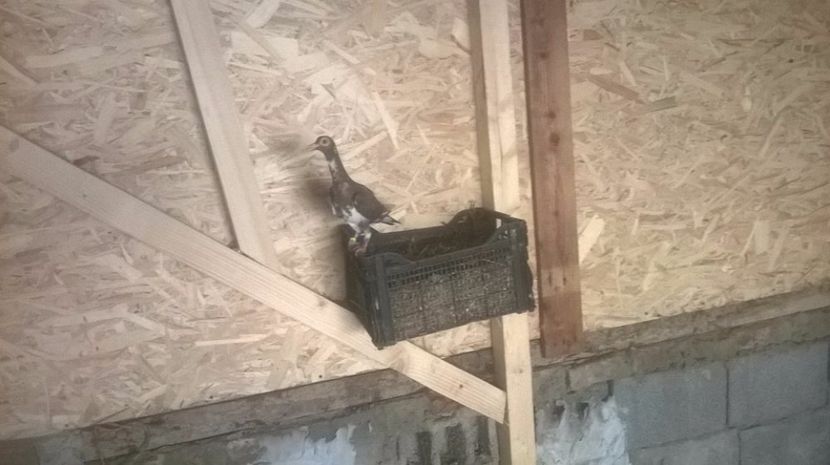  - 7 PUI DE CARIERI 2017