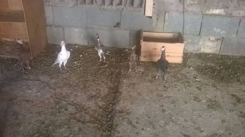 18838617_1453591718031573_755023546_o - 7 PUI DE CARIERI 2017