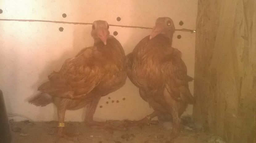  - 7 PUI DE CARIERI 2017