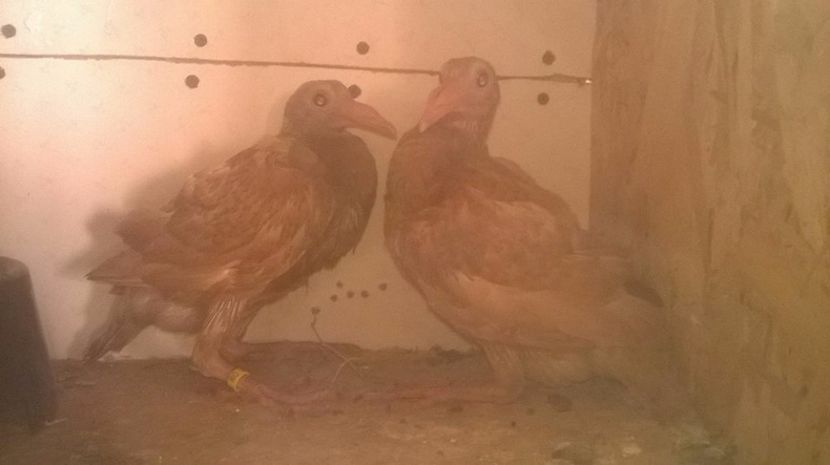  - 7 PUI DE CARIERI 2017