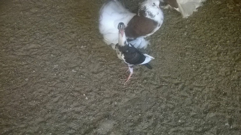  - 7 PUI DE CARIERI 2017