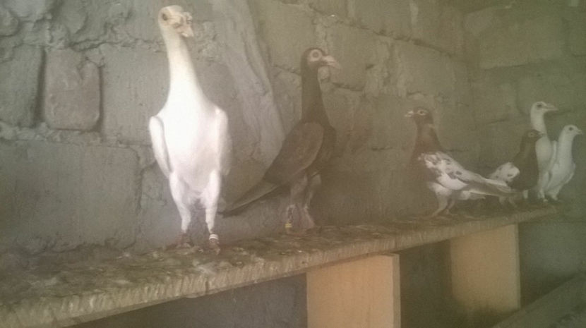  - 7 PUI DE CARIERI 2017