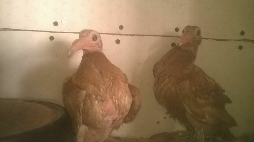  - 7 PUI DE CARIERI 2017